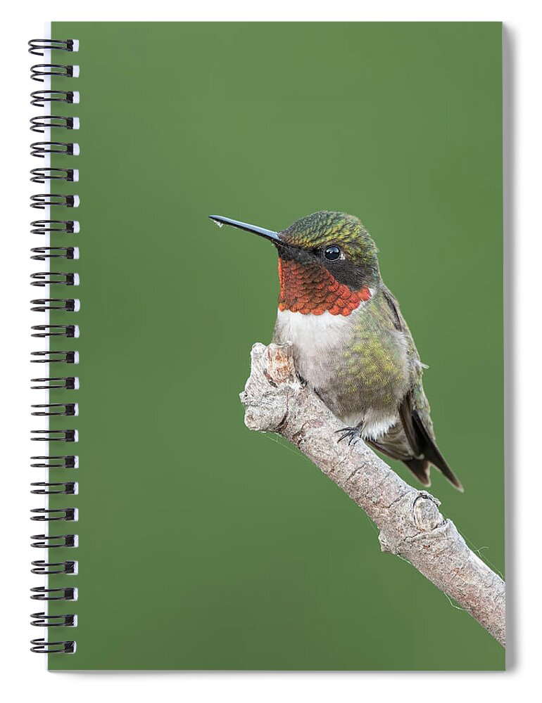 Hummingbird Spiral Notebook featuring the photograph Ruby-throated Hummingbird #4 by Jim Zablotny