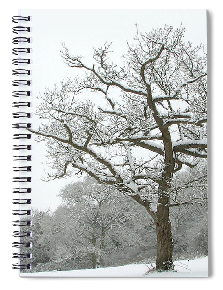 Tree Spiral Notebook featuring the digital art Tree #4 by Maye Loeser