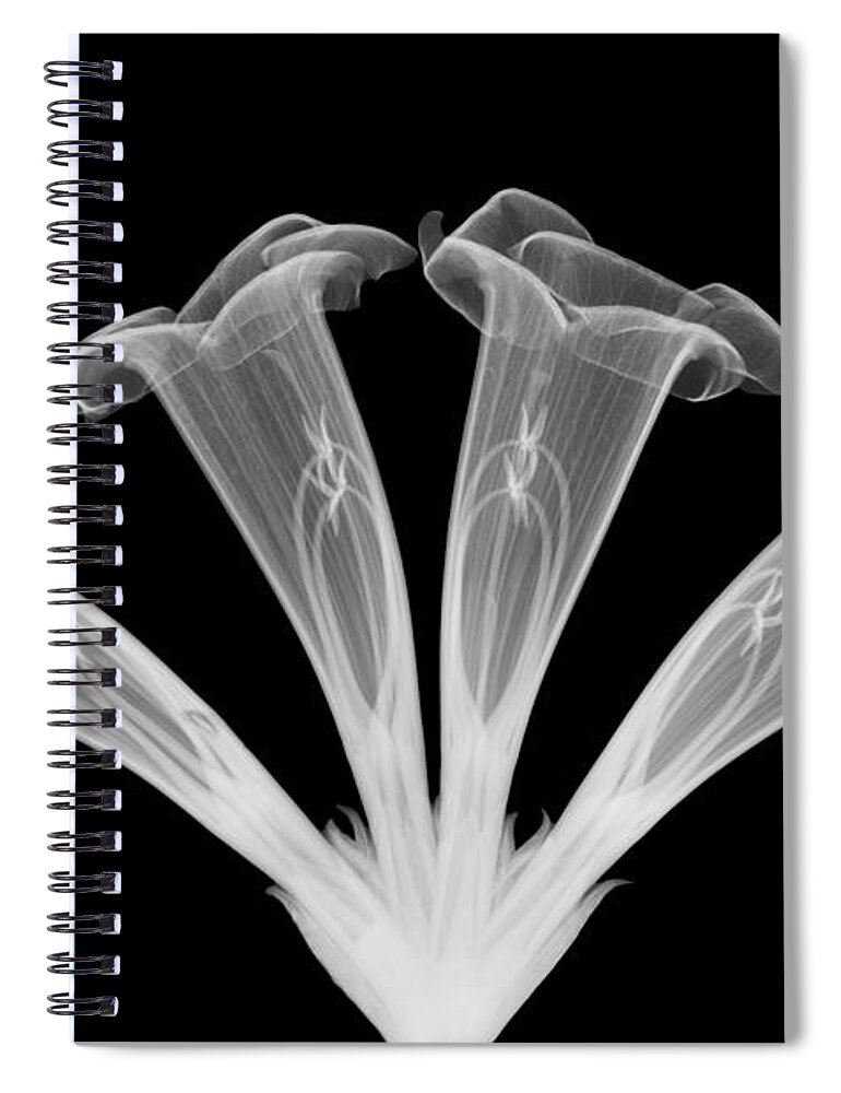Plant Spiral Notebook featuring the photograph Trumpet Vine, X-ray #3 by Ted Kinsman