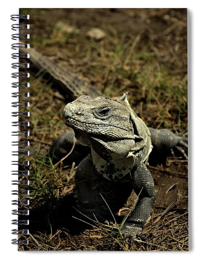 Wildlife Spiral Notebook featuring the photograph Wildlife in Mexico #6 by Robert Grac