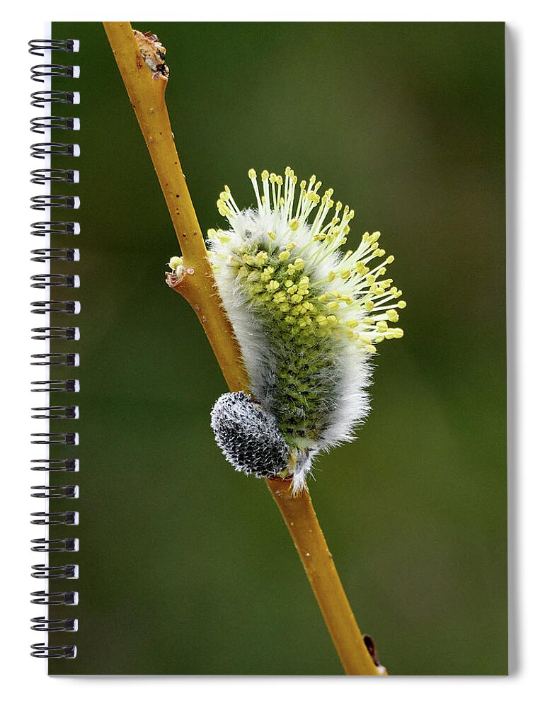 Finland Spiral Notebook featuring the photograph Willow Catkins #4 by Jouko Lehto