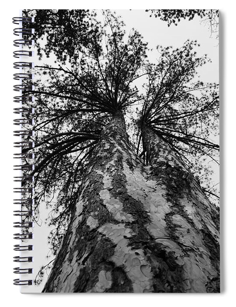 Tree Spiral Notebook featuring the photograph Tree #40 by Jackie Russo