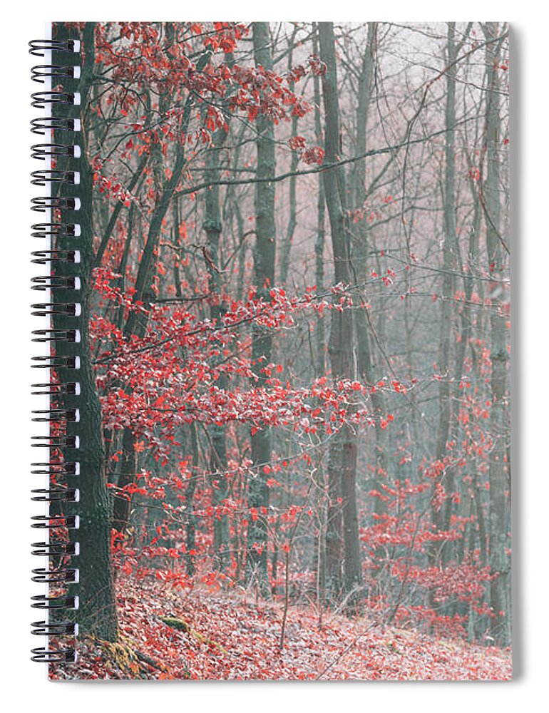 Landscape Spiral Notebook featuring the photograph Autumn forest #5 by Jelena Jovanovic