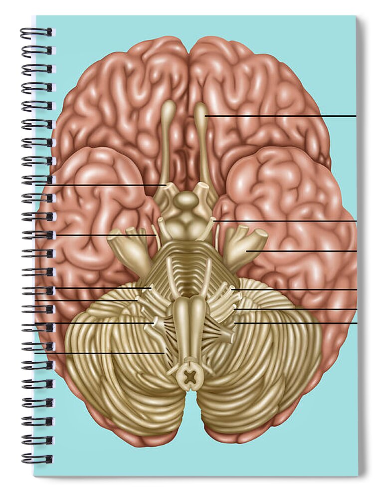 Brain Anatomy Inferior View Spiral Notebook