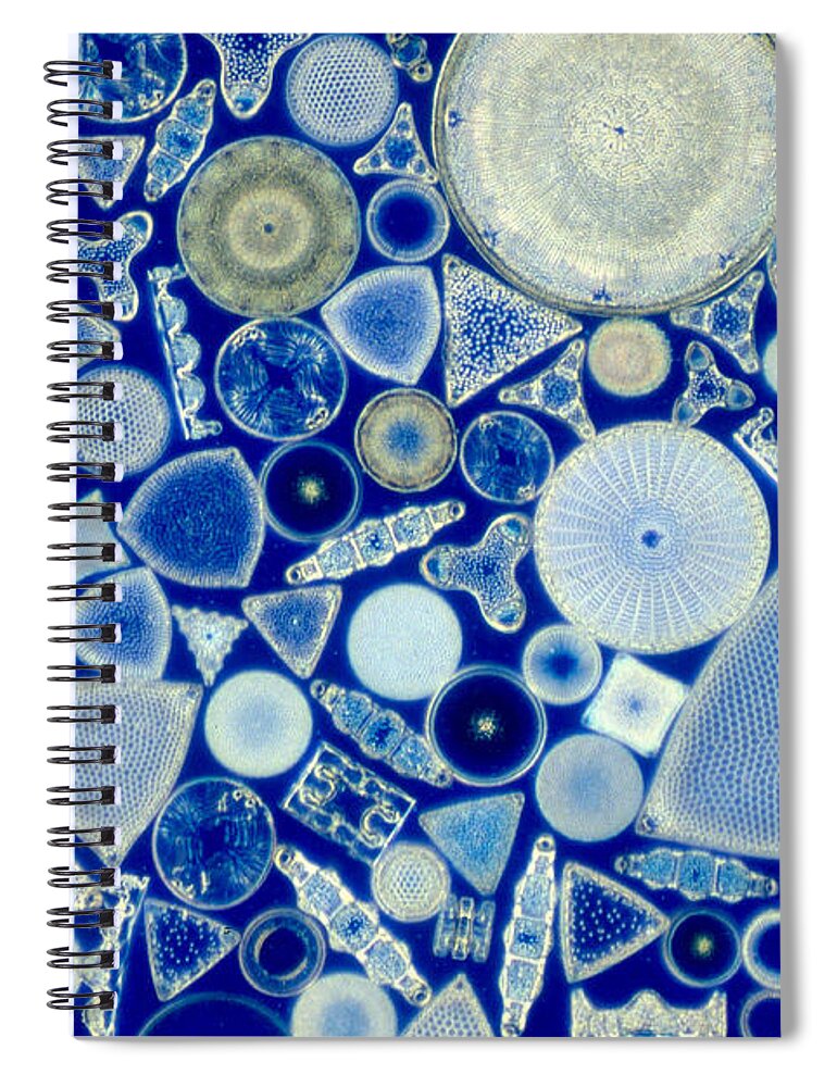 Diatom Spiral Notebook featuring the photograph Diatoms by M. I. Walker
