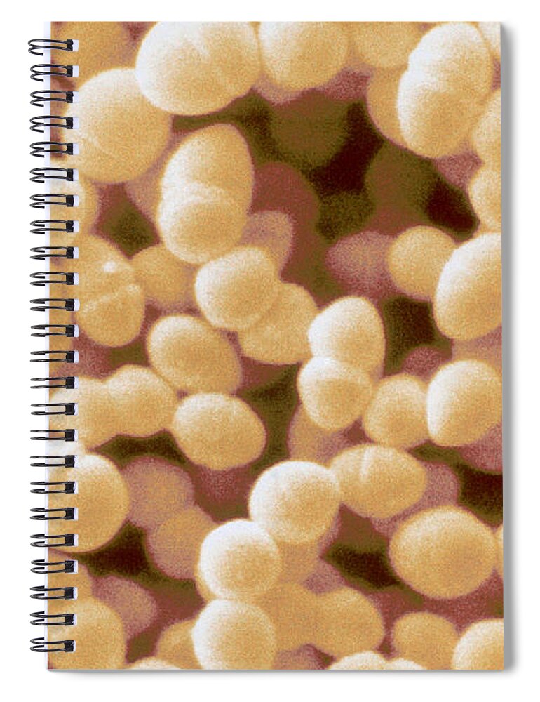 Science Spiral Notebook featuring the photograph Enterococcus Faecium, Sem #5 by Scimat