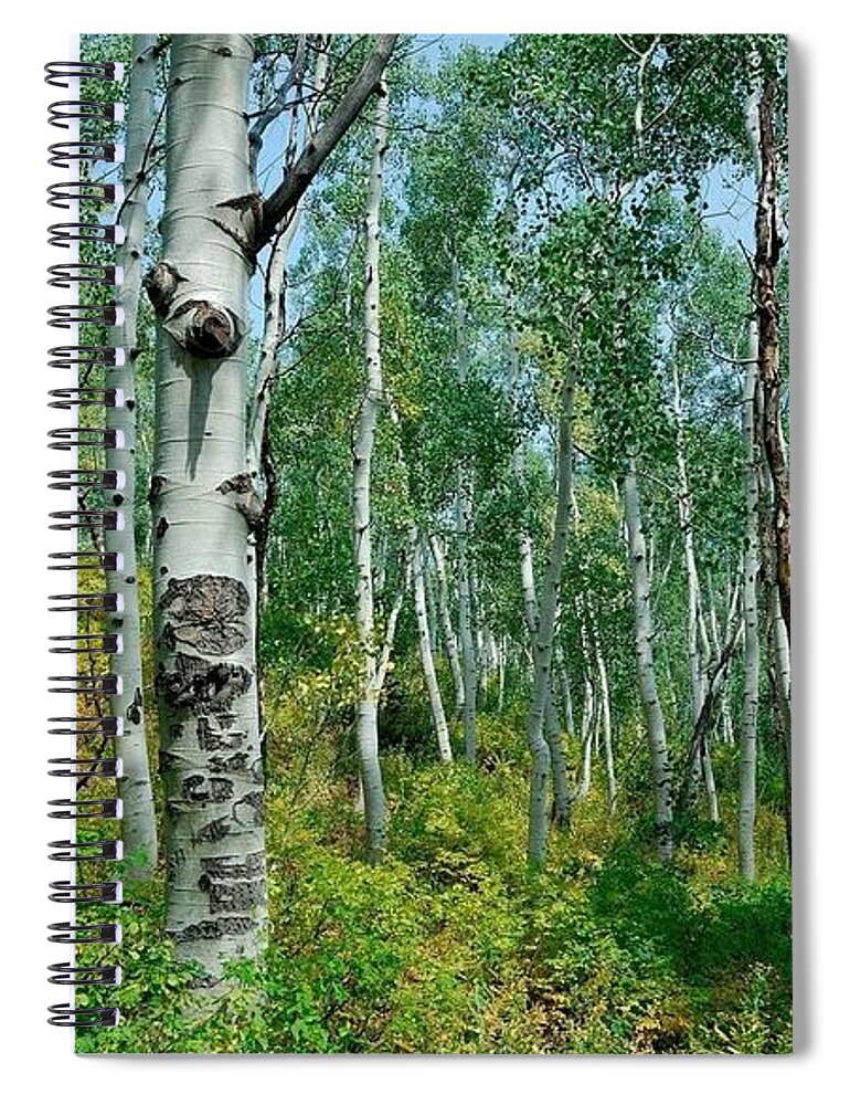 Forest Spiral Notebook featuring the photograph Forest #5 by Jackie Russo