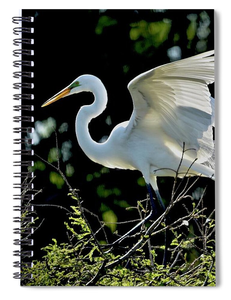 Rookery Spiral Notebook featuring the photograph Perfect Landing #6 by Carol Bradley