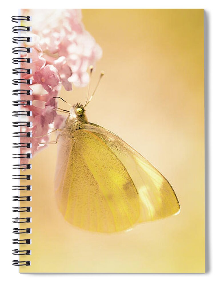 Europe Spiral Notebook featuring the photograph Pieris brassicae, the large white, also called cabbage butterfly #5 by Amanda Mohler