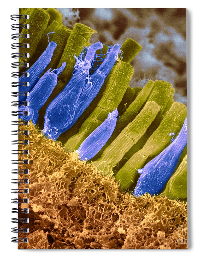 Scanning Electron Micrograph Spiral Notebook featuring the photograph Rods And Cones In Retina #5 by Omikron