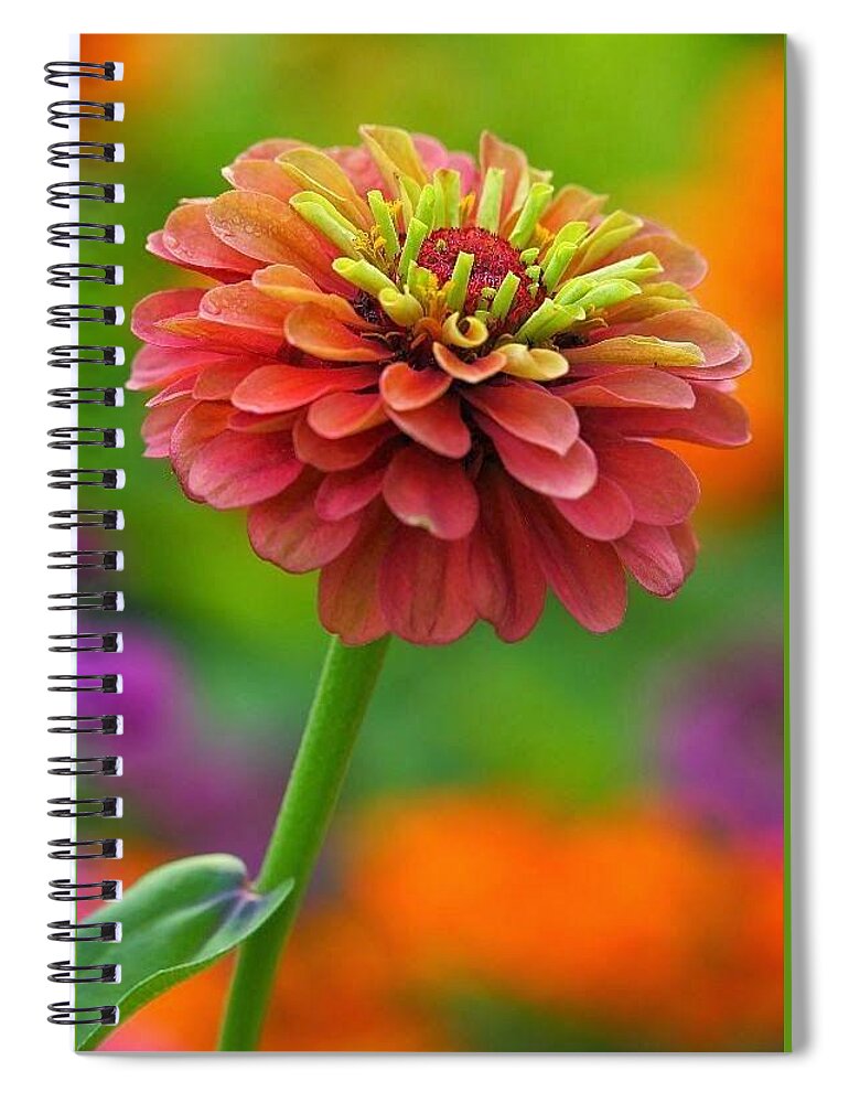 Flower Spiral Notebook featuring the photograph 50 Shades of Beautiful by Carolyn Mickulas