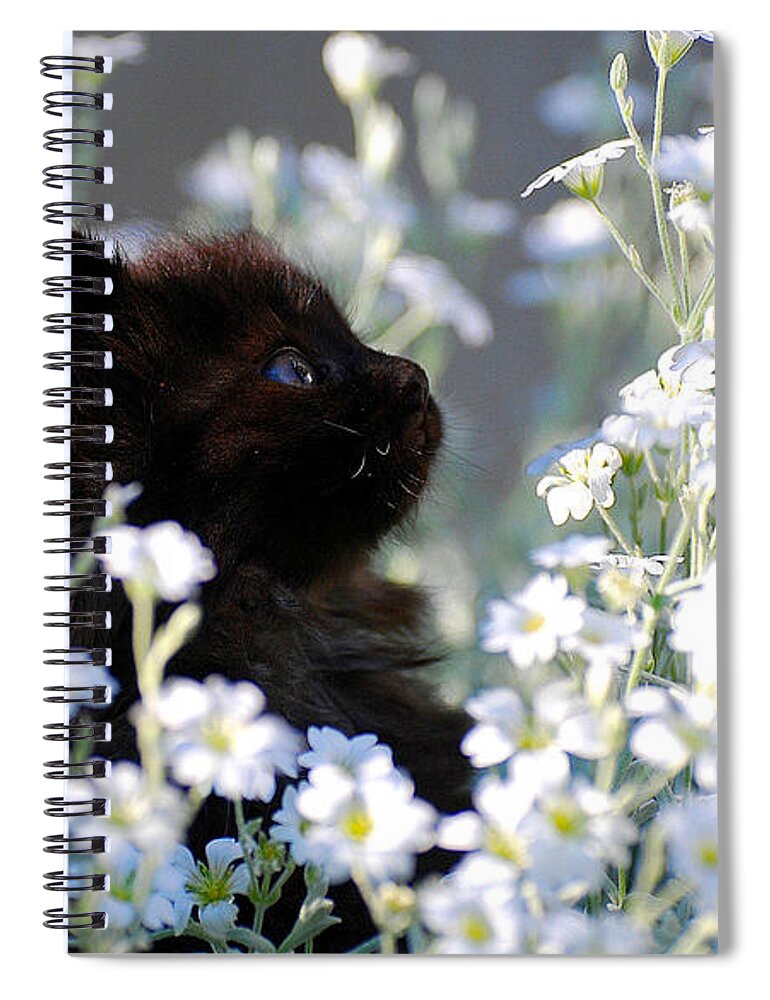 Cat Spiral Notebook featuring the photograph Cat #570 by Jackie Russo
