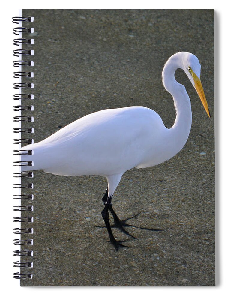 Great Egret Spiral Notebook featuring the photograph 59- Great Egret by Joseph Keane