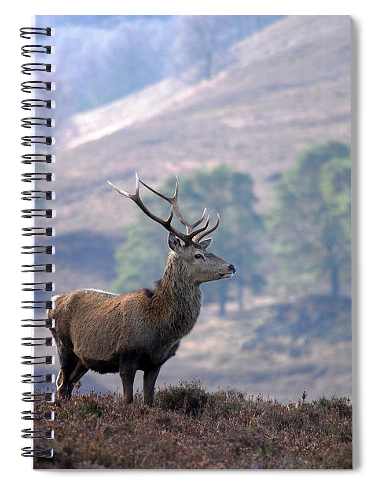 Red Deer Stag Spiral Notebook featuring the photograph Red Deer Stag #6 by Gavin MacRae