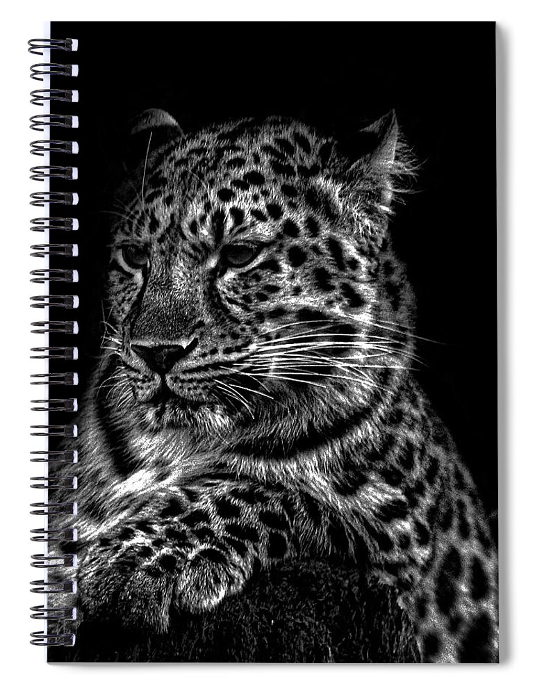 Amurleopard.leopards Spiral Notebook featuring the photograph Amur Leopard #7 by Martin Newman
