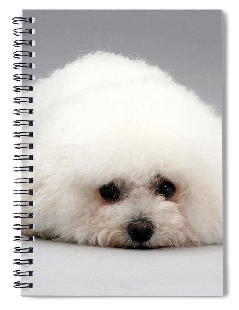 Dog Spiral Notebook featuring the photograph Bichon Frise #16 by Jane Burton