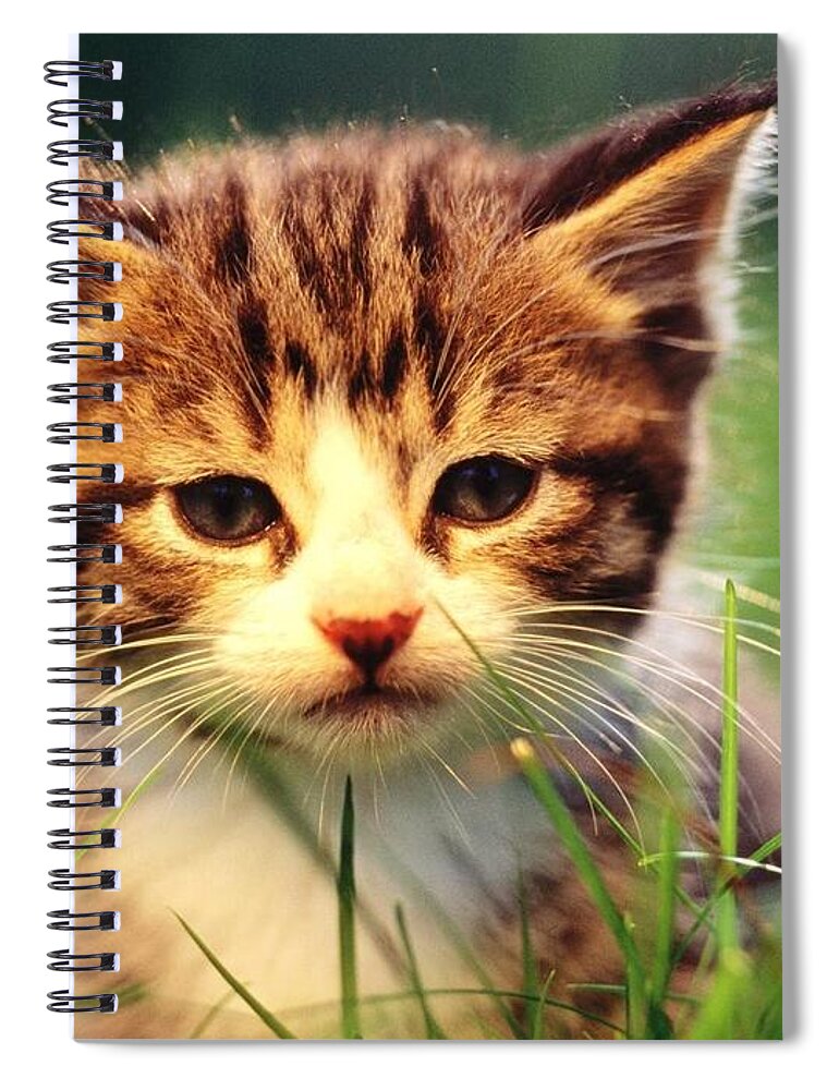 Cat Spiral Notebook featuring the digital art Cat #7 by Maye Loeser