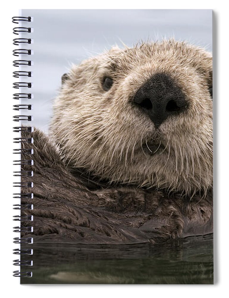 00429873 Spiral Notebook featuring the photograph Sea Otter Elkhorn Slough Monterey Bay #7 by Sebastian Kennerknecht