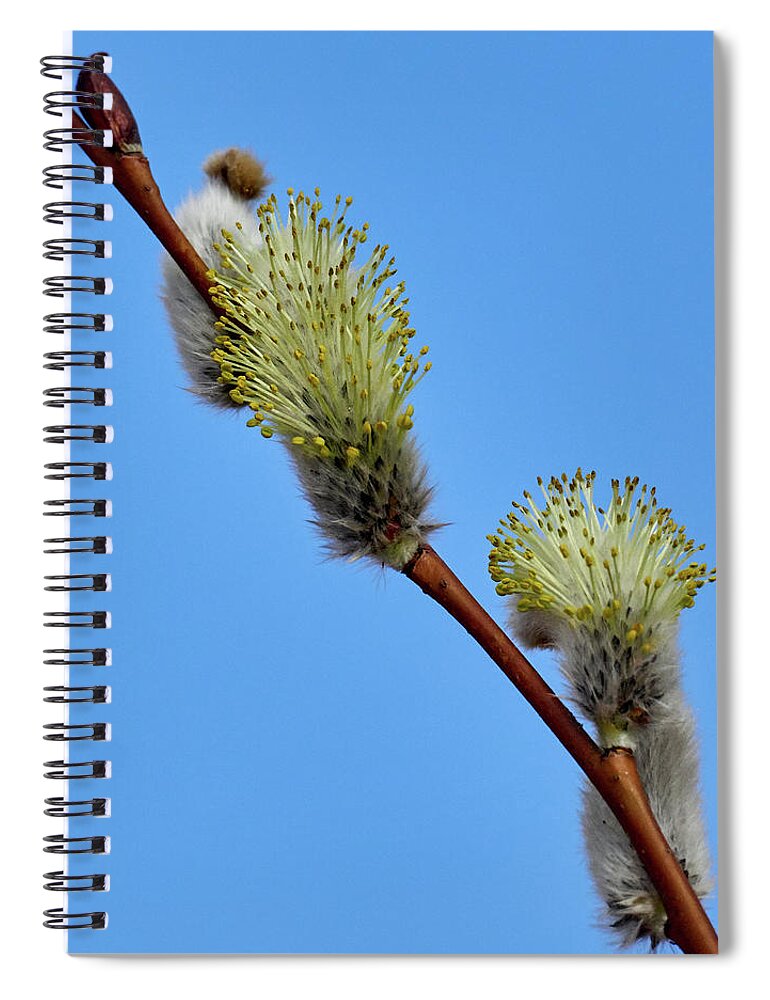 Finland Spiral Notebook featuring the photograph Willow Catkins #7 by Jouko Lehto