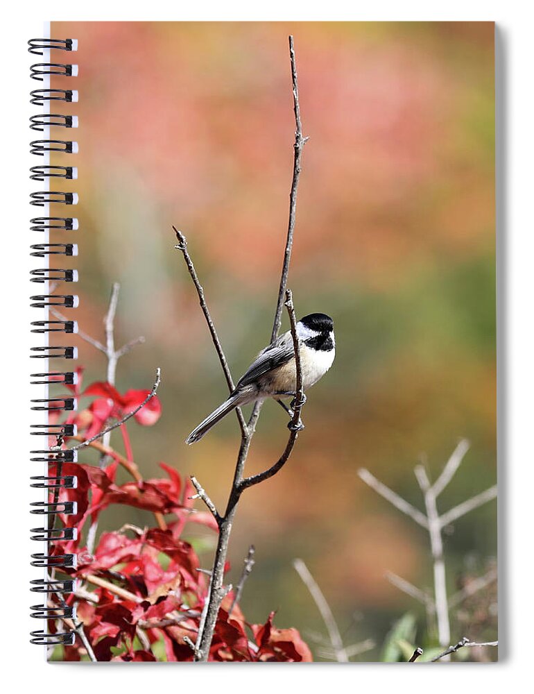 Little Bird Spiral Notebook featuring the photograph Little bird #8 by Lilia S