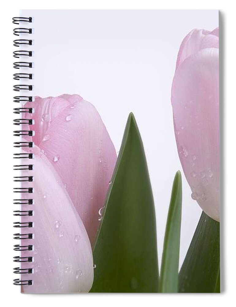 Tulip Spiral Notebook featuring the photograph Tulip #8 by Jackie Russo