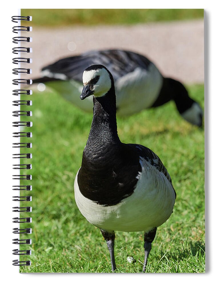 Barnacle Goose Spiral Notebook featuring the photograph Barnacle goose #9 by Jouko Lehto