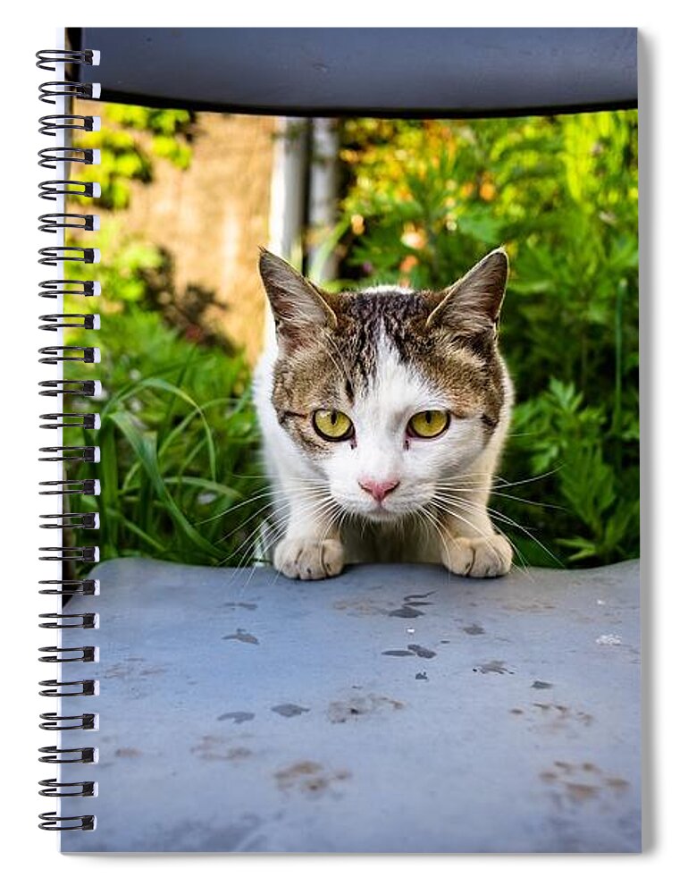 Cat Spiral Notebook featuring the digital art Cat #96 by Maye Loeser