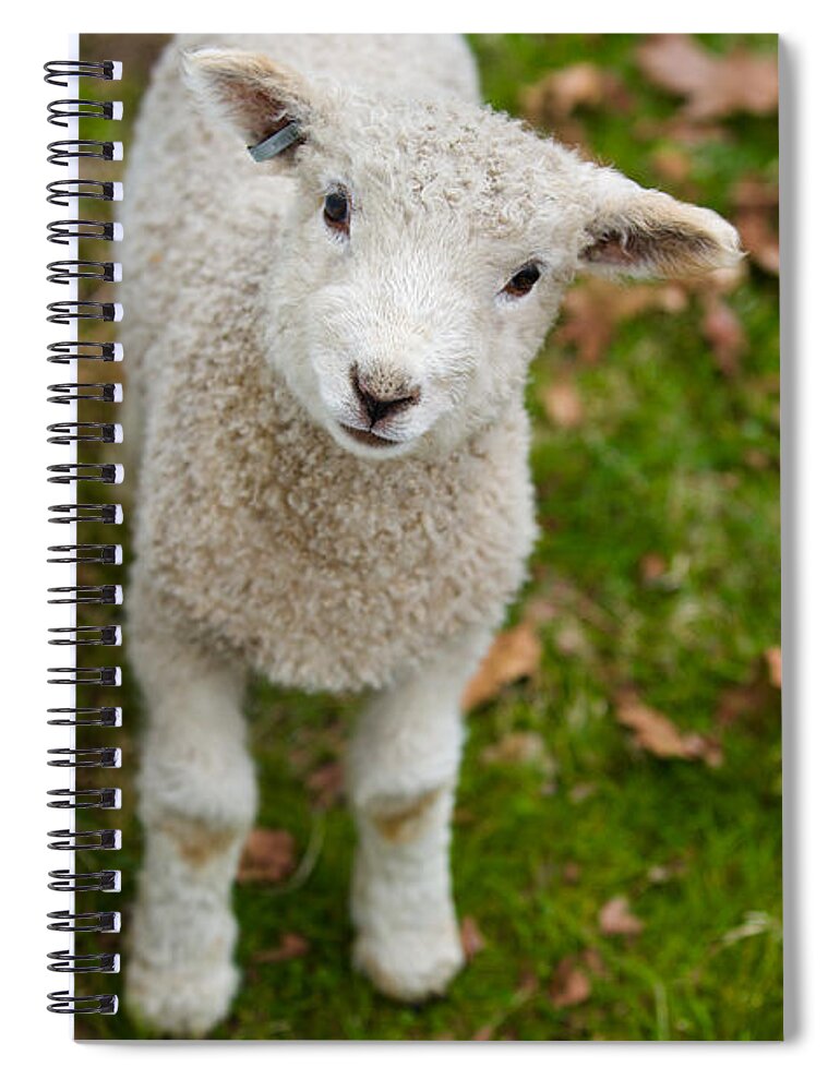 Colonial Williamsburg Spiral Notebook featuring the photograph A Baby Leicester by Lara Morrison