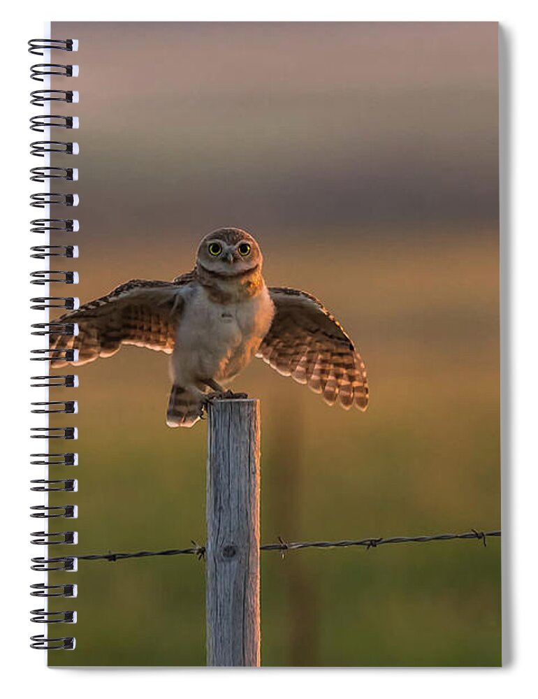 Burrowing Owlet Spiral Notebook featuring the photograph A Balancing Act by Yeates Photography