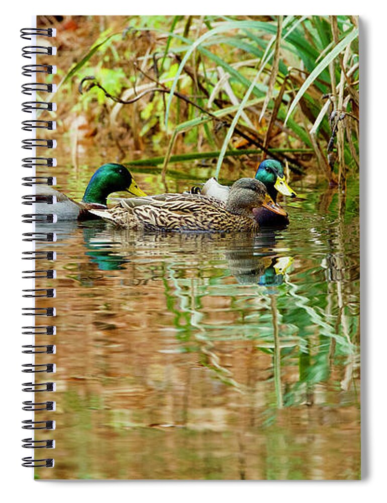 Ducks Spiral Notebook featuring the photograph A Beautiful Day by Rachel Morrison