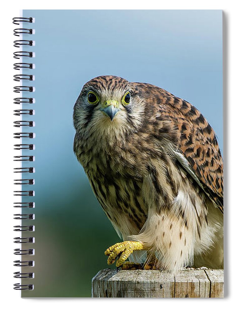 Kestrel Spiral Notebook featuring the photograph A beautiful young kestrel looking behind you by Torbjorn Swenelius