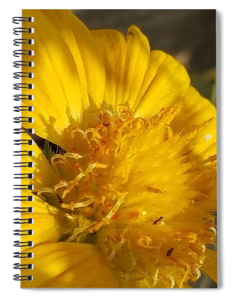 A Bit Of Sunshine Spiral Notebook featuring the photograph A Bit of Sunshine by Maria Urso