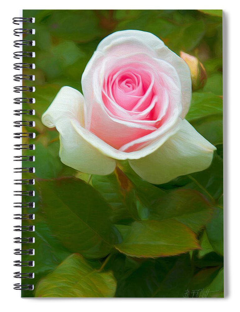 A Blushing Rose Hello Spiral Notebook featuring the photograph A Blushing Rose Hello by Bonnie Follett