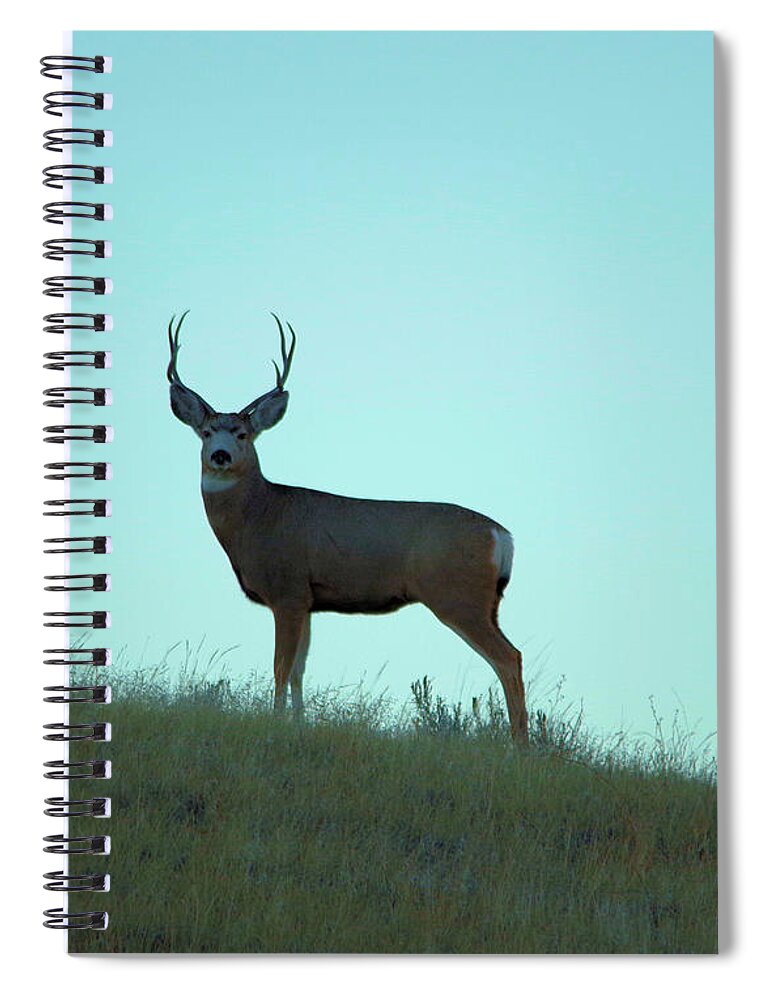 Deer Spiral Notebook featuring the photograph A buck gazes back by Jeff Swan