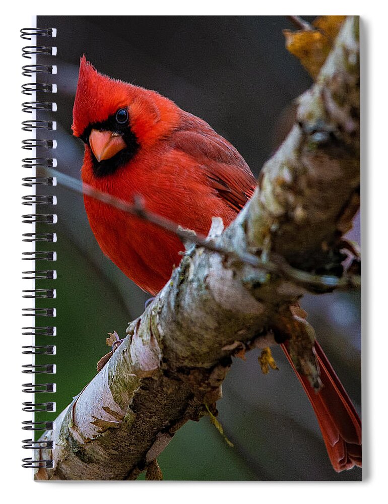 A Cardinal In Spring Prints Spiral Notebook featuring the photograph A Cardinal In Spring  by John Harding