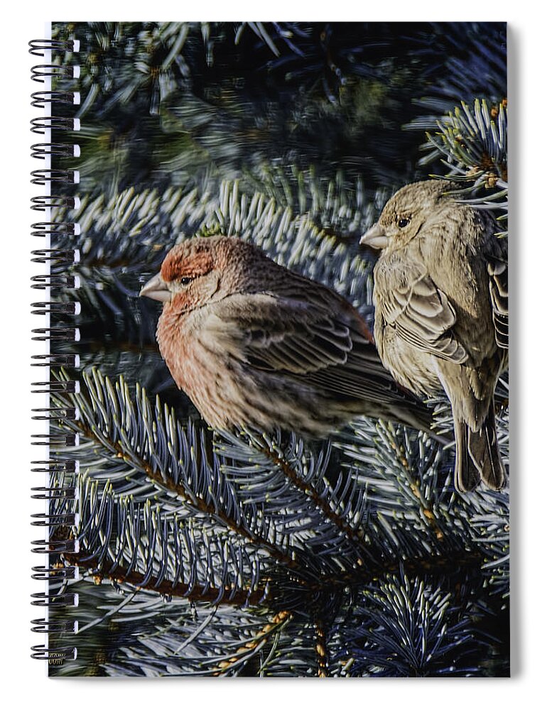 Day Spiral Notebook featuring the photograph A Couple of House Finch by LeeAnn McLaneGoetz McLaneGoetzStudioLLCcom