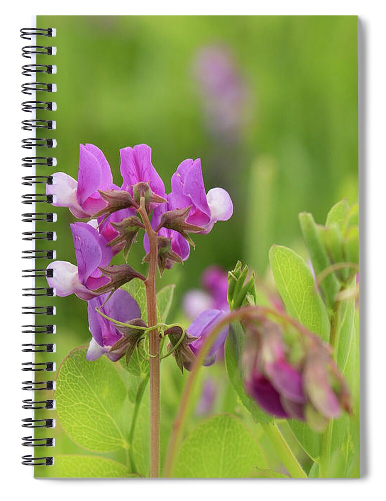 Beach Peas Spiral Notebook featuring the photograph A Day at the Beach by Holly Ross
