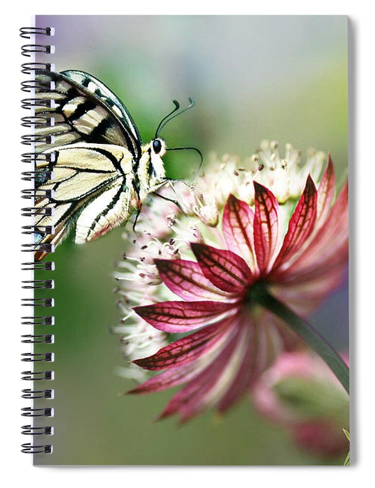 Butterfly Spiral Notebook featuring the photograph A Delicate Touch by Morag Bates