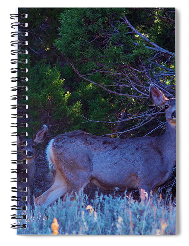 Deer Spiral Notebook featuring the photograph A Doe staring by Jeff Swan