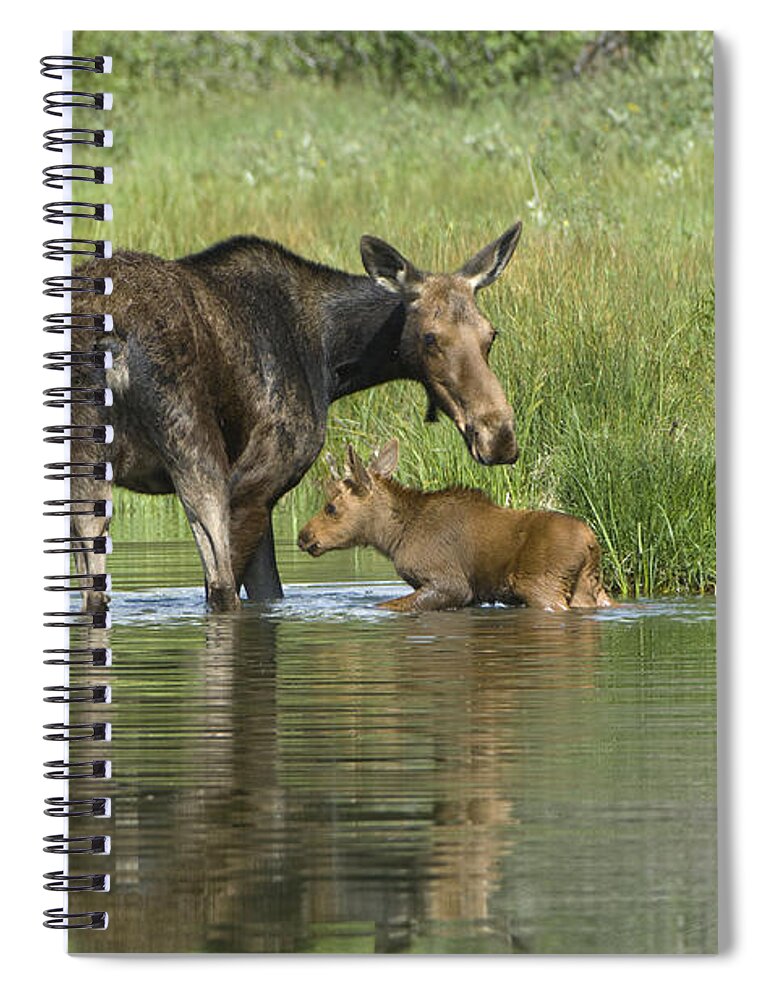 Grand Teton Spiral Notebook featuring the photograph A Family Affair by Sandra Bronstein