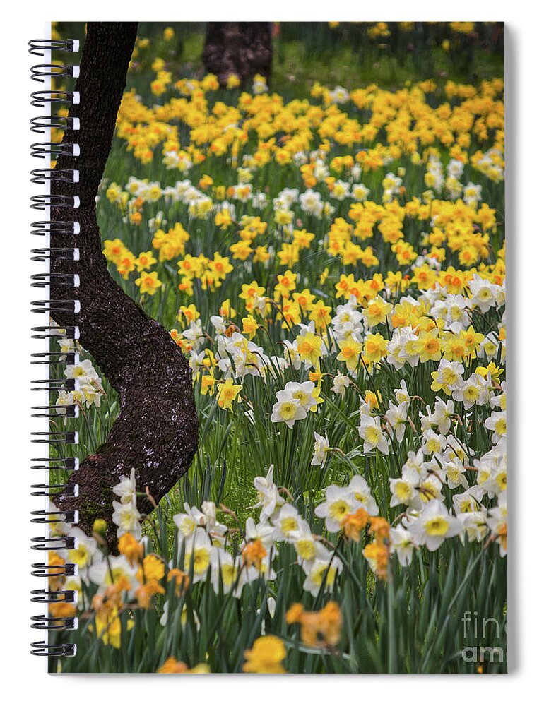 A Field Of Daffodils Spiral Notebook featuring the photograph A Field Of Daffodils by Mitch Shindelbower