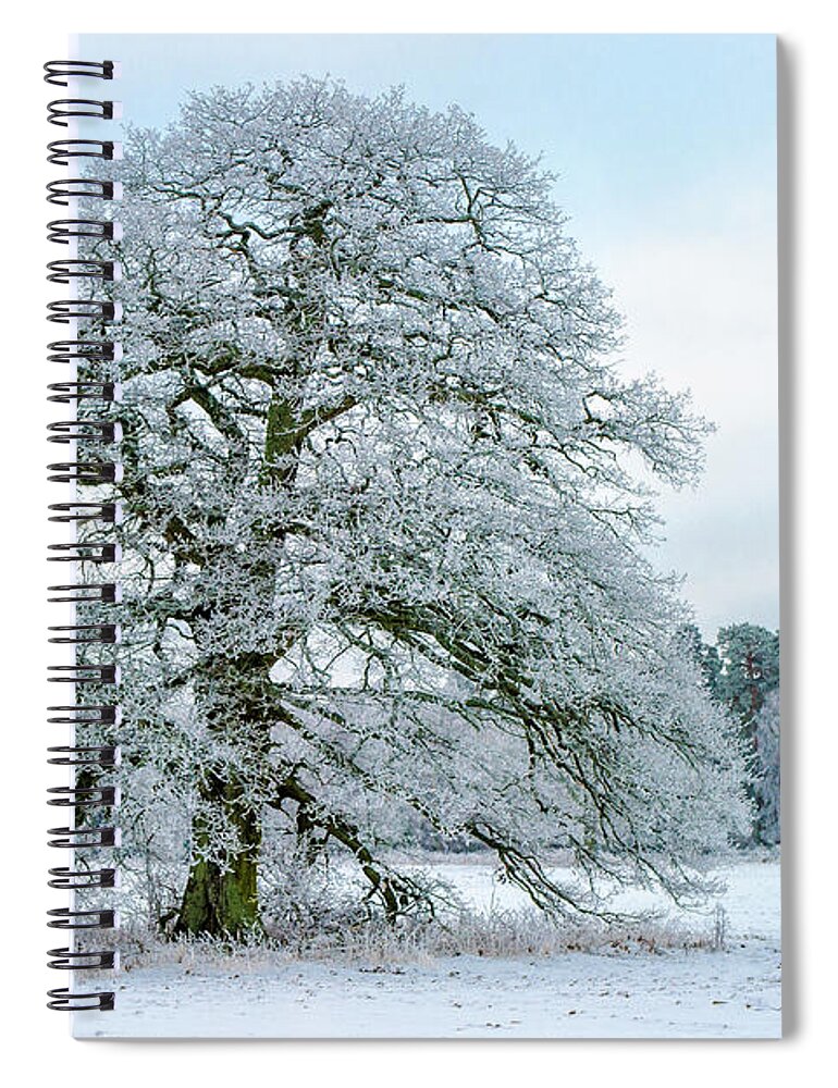 A Frosty Grand Old Oak Spiral Notebook featuring the photograph A Frosty Grand Old Oak by Torbjorn Swenelius