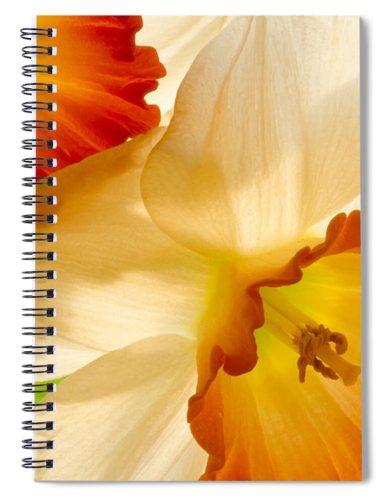 Oregon Spiral Notebook featuring the photograph A Full Frame Of Daffy's by Nick Boren