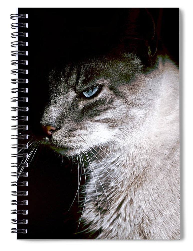 Cat Spiral Notebook featuring the photograph A Glare by Rachel Morrison