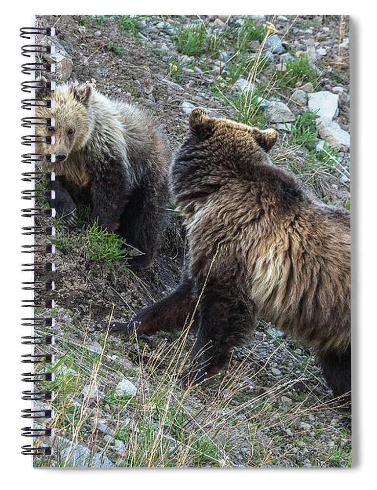 Grizzlies Spiral Notebook featuring the photograph A Grizzly Moment by Yeates Photography