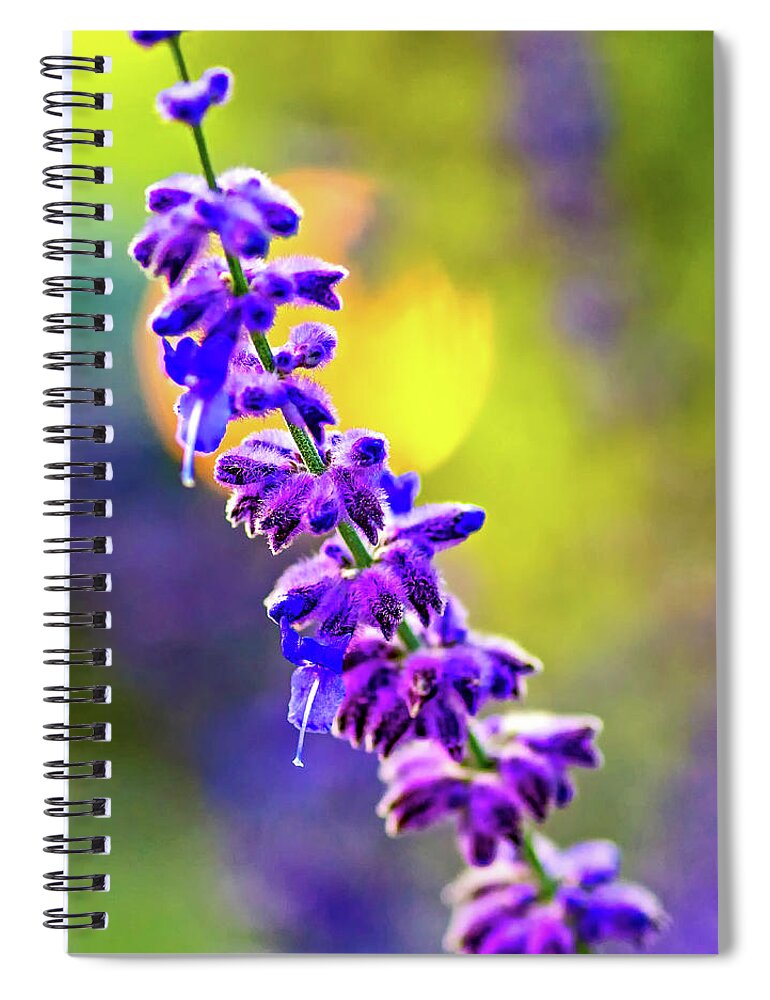 Steve Harrington Spiral Notebook featuring the photograph A Lavender Evening by Steve Harrington