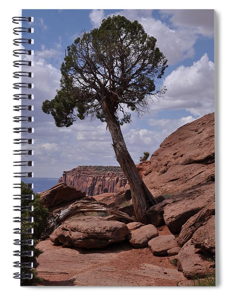 Canyonlands National Park Spiral Notebook featuring the photograph A Lone Tree by Frank Madia