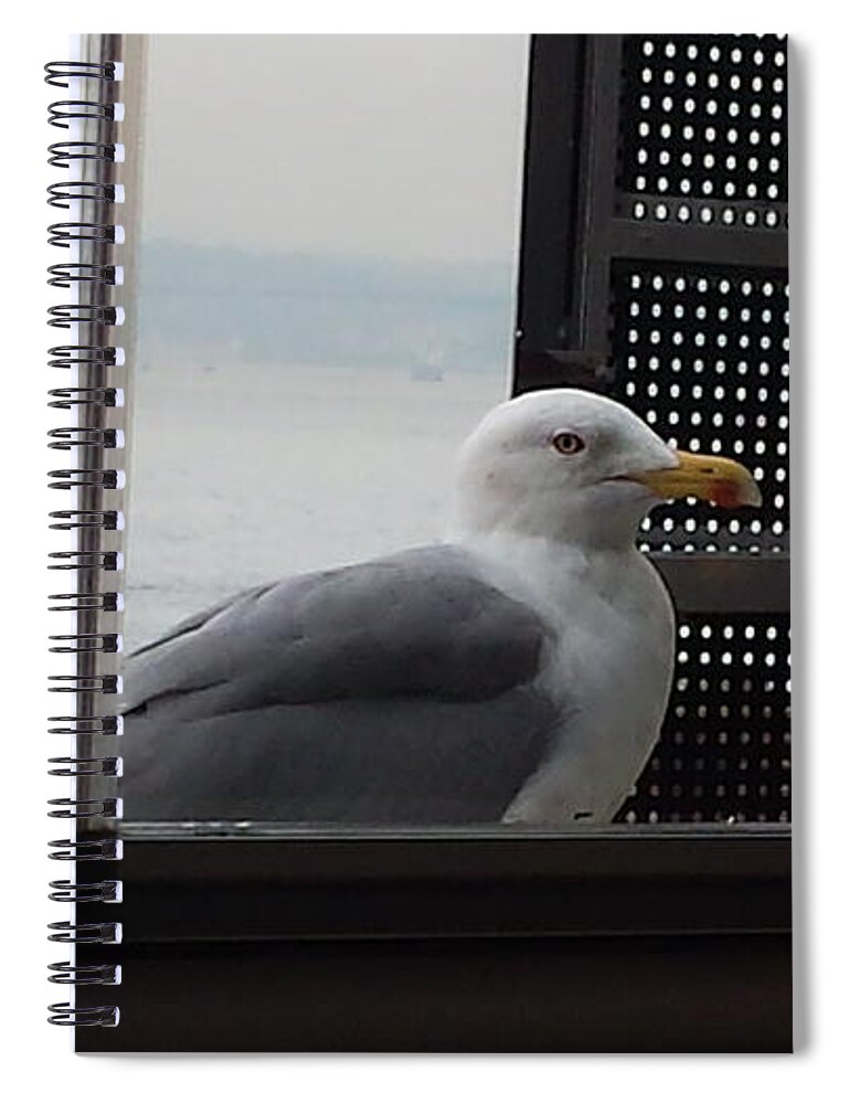 Seagull Spiral Notebook featuring the photograph A looking Seagull by Ayman Alenany