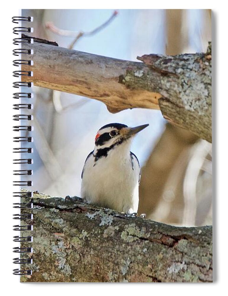 Downey Woodpecker Spiral Notebook featuring the photograph A Male Downey woodpecker 1111 by Michael Peychich