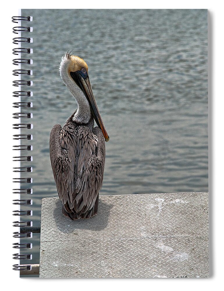 Pelican Spiral Notebook featuring the photograph A Moment by Christopher Holmes